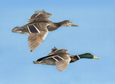 Mallard Pair in Flight